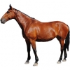 https://www.americanbreeder.com/images/com_adsmanager/categories/1059cat_t.jpg