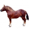 https://www.americanbreeder.com/images/com_adsmanager/categories/1060cat_t.jpg