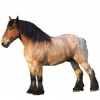 https://www.americanbreeder.com/images/com_adsmanager/categories/1061cat_t.jpg
