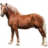 https://www.americanbreeder.com/images/com_adsmanager/categories/1062cat_t.jpg