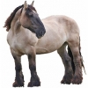 https://www.americanbreeder.com/images/com_adsmanager/categories/1063cat_t.jpg