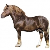 https://www.americanbreeder.com/images/com_adsmanager/categories/1064cat_t.jpg