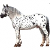 https://www.americanbreeder.com/images/com_adsmanager/categories/1065cat_t.jpg