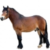https://www.americanbreeder.com/images/com_adsmanager/categories/1066cat_t.jpg