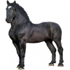 https://www.americanbreeder.com/images/com_adsmanager/categories/1067cat_t.jpg