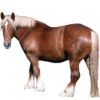 https://www.americanbreeder.com/images/com_adsmanager/categories/1070cat_t.jpg