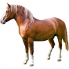 https://www.americanbreeder.com/images/com_adsmanager/categories/1072cat_t.jpg