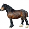 https://www.americanbreeder.com/images/com_adsmanager/categories/1073cat_t.jpg
