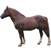 https://www.americanbreeder.com/images/com_adsmanager/categories/1074cat_t.jpg