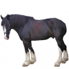 https://www.americanbreeder.com/images/com_adsmanager/categories/1078cat_t.jpg