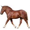 https://www.americanbreeder.com/images/com_adsmanager/categories/1079cat_t.jpg