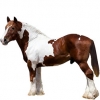 https://www.americanbreeder.com/images/com_adsmanager/categories/1081cat_t.jpg