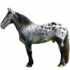 https://www.americanbreeder.com/images/com_adsmanager/categories/1083cat_t.jpg