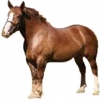 https://www.americanbreeder.com/images/com_adsmanager/categories/1085cat_t.jpg