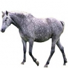 https://www.americanbreeder.com/images/com_adsmanager/categories/1086cat_t.jpg