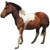 https://www.americanbreeder.com/images/com_adsmanager/categories/1088cat_t.jpg