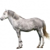https://www.americanbreeder.com/images/com_adsmanager/categories/1089cat_t.jpg