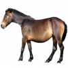 https://www.americanbreeder.com/images/com_adsmanager/categories/1090cat_t.jpg