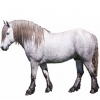 https://www.americanbreeder.com/images/com_adsmanager/categories/1092cat_t.jpg