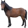 https://www.americanbreeder.com/images/com_adsmanager/categories/1093cat_t.jpg
