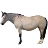 https://www.americanbreeder.com/images/com_adsmanager/categories/1094cat_t.jpg