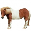 https://www.americanbreeder.com/images/com_adsmanager/categories/1096cat_t.jpg