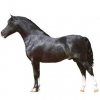https://www.americanbreeder.com/images/com_adsmanager/categories/1097cat_t.jpg