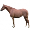 https://www.americanbreeder.com/images/com_adsmanager/categories/1099cat_t.jpg