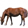 https://www.americanbreeder.com/images/com_adsmanager/categories/1101cat_t.jpg