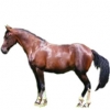 https://www.americanbreeder.com/images/com_adsmanager/categories/1104cat_t.jpg