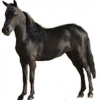 https://www.americanbreeder.com/images/com_adsmanager/categories/1105cat_t.jpg