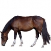 https://www.americanbreeder.com/images/com_adsmanager/categories/1107cat_t.jpg