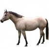 https://www.americanbreeder.com/images/com_adsmanager/categories/1109cat_t.jpg