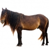 https://www.americanbreeder.com/images/com_adsmanager/categories/1110cat_t.jpg