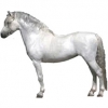 https://www.americanbreeder.com/images/com_adsmanager/categories/1111cat_t.jpg