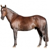 https://www.americanbreeder.com/images/com_adsmanager/categories/1114cat_t.jpg