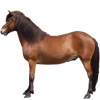 https://www.americanbreeder.com/images/com_adsmanager/categories/1115cat_t.jpg