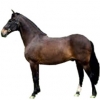 https://www.americanbreeder.com/images/com_adsmanager/categories/1116cat_t.jpg