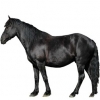 https://www.americanbreeder.com/images/com_adsmanager/categories/1117cat_t.jpg