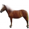 https://www.americanbreeder.com/images/com_adsmanager/categories/1119cat_t.jpg