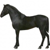 https://www.americanbreeder.com/images/com_adsmanager/categories/1120cat_t.jpg