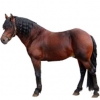 https://www.americanbreeder.com/images/com_adsmanager/categories/1121cat_t.jpg