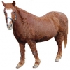 https://www.americanbreeder.com/images/com_adsmanager/categories/1122cat_t.jpg