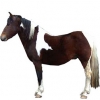 https://www.americanbreeder.com/images/com_adsmanager/categories/1123cat_t.jpg