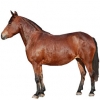https://www.americanbreeder.com/images/com_adsmanager/categories/1124cat_t.jpg