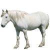 https://www.americanbreeder.com/images/com_adsmanager/categories/1125cat_t.jpg
