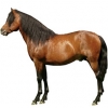 https://www.americanbreeder.com/images/com_adsmanager/categories/1126cat_t.jpg