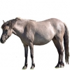 https://www.americanbreeder.com/images/com_adsmanager/categories/1128cat_t.jpg