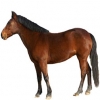 https://www.americanbreeder.com/images/com_adsmanager/categories/1130cat_t.jpg