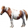 https://www.americanbreeder.com/images/com_adsmanager/categories/1131cat_t.jpg